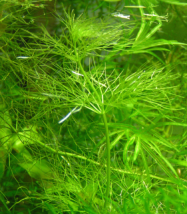 Limnophila Guinea Needle-Leaf