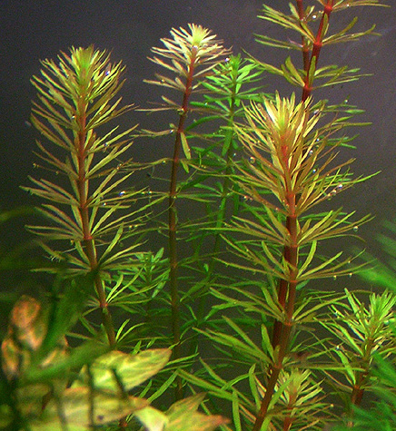 Rotala Mexicana sp. Bangladesh
