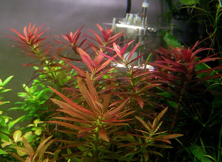 Limnophila Aromatica  Hippuruides