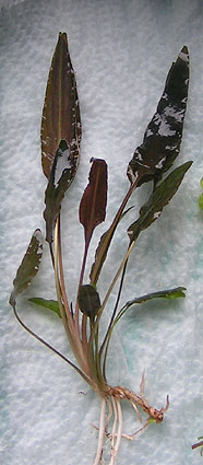 Cryptocoryne wendtii