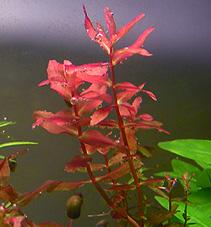 Rotala Macrandra Mini Type IV Red