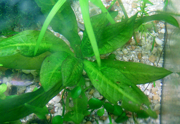 Echinodorus grisebachii
