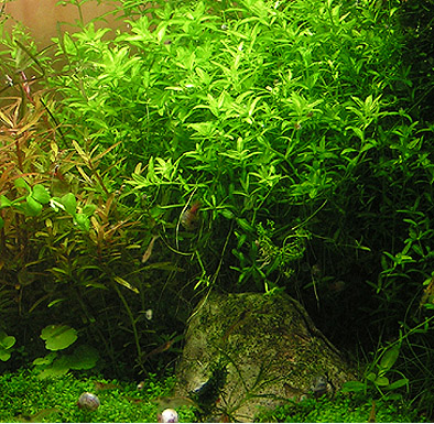 Hemianthus glomeratus