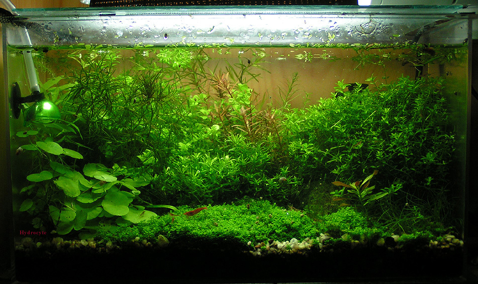 Hydrocotyle leucocephala