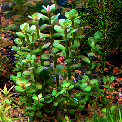 Ammania bonsai Rotala Indica