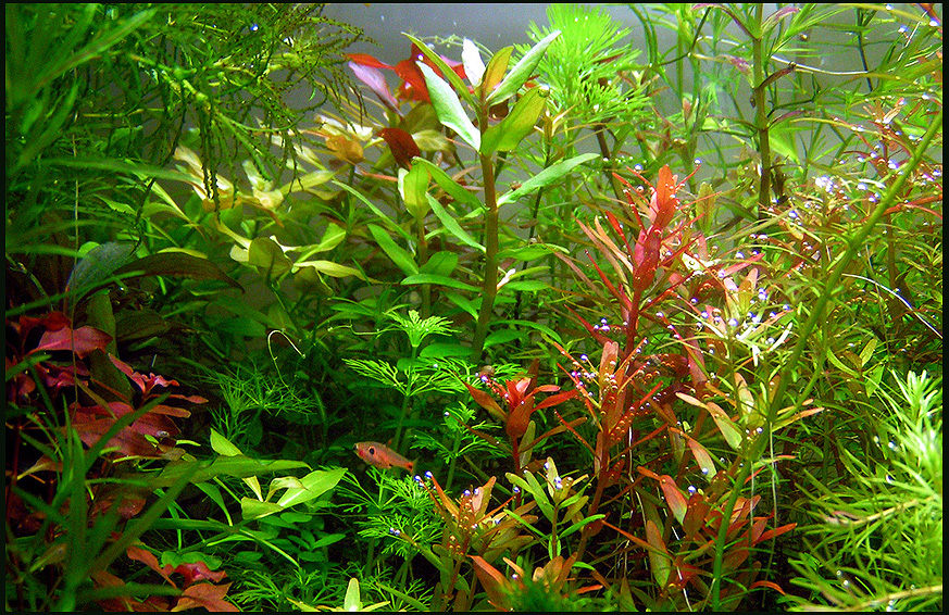Rare Water plants