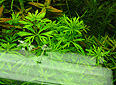 Limnophila Guinea  Broad leaf
