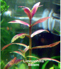Limnophila Belem
