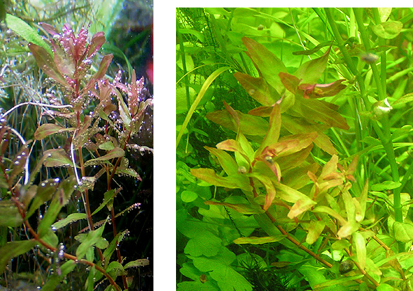 Rotala Macrandra Mini Type III Green