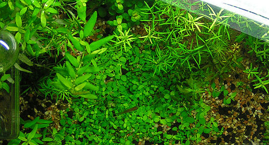 Micranthemum sp. Monte Carlo 3