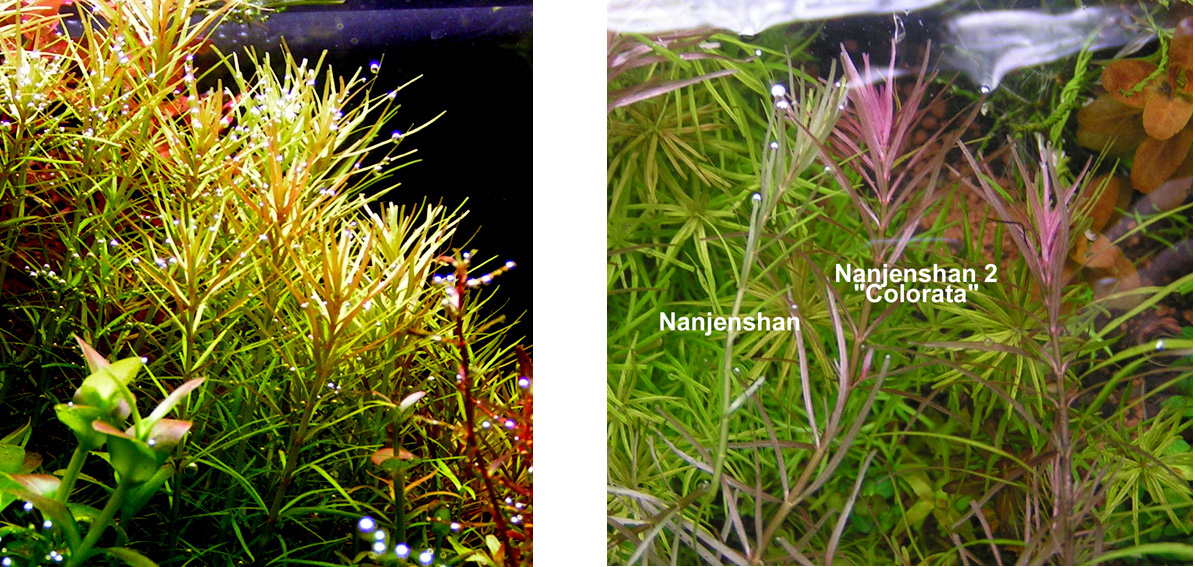 Rotala Nanjenshan (2) Colorata