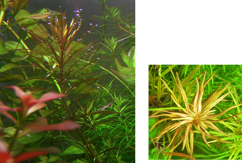 Rotala cf. Occultiflora