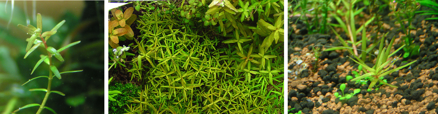 Rotala Singapore