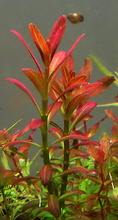 Rotala Sunset