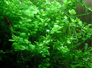 Micranthemum umbrosum