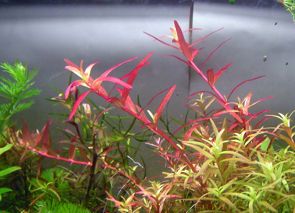 Rotala Colorata Yao Yai